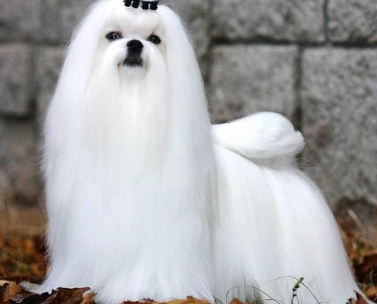 馬爾濟斯洗澡頻率