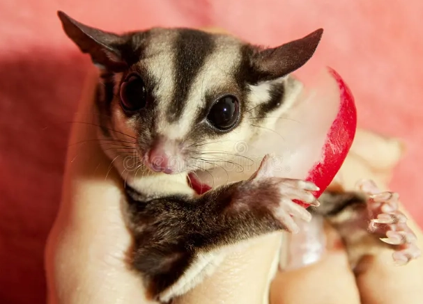 蜜袋鼯年齡對照表