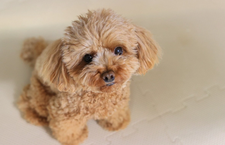 如何延長迷你貴賓壽命