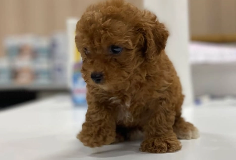 玩具貴賓犬照顧