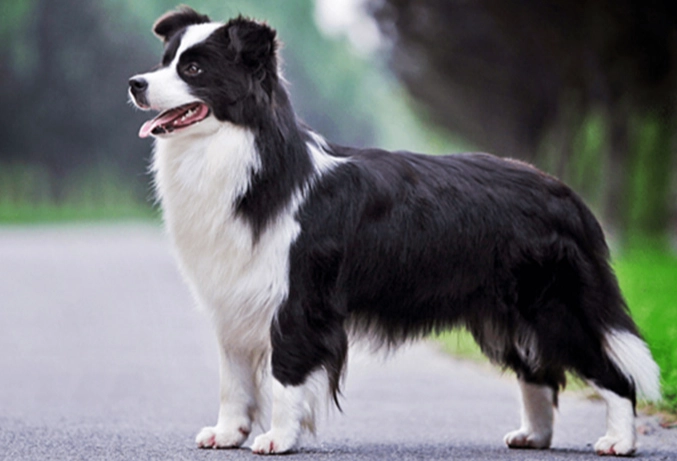 狗狗臨終行為 狗狗臨終行為