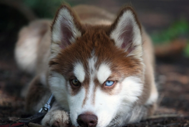 中型犬平均壽命