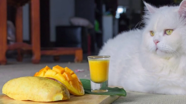 貓咪吃芒果