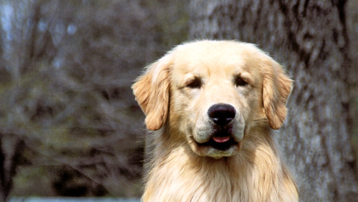 黃金獵犬清潔指南 黃金獵犬清潔指南