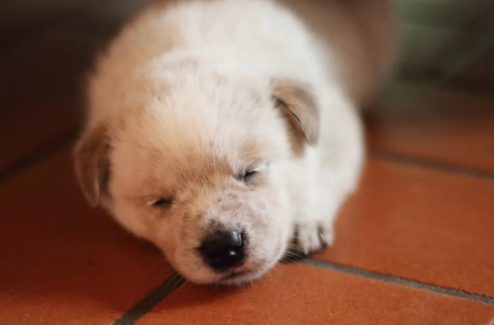狗狗益生菌劑量 狗狗益生菌劑量