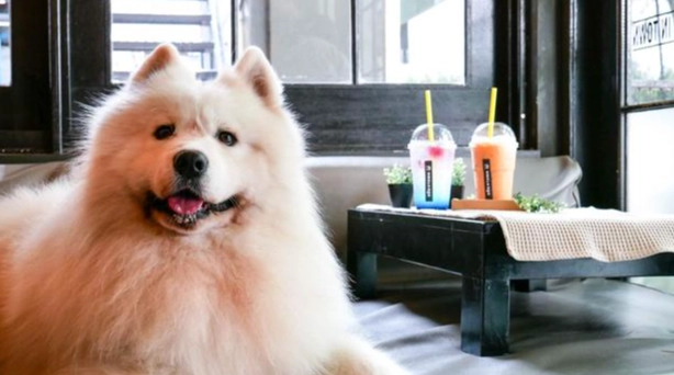 狗狗咖啡因症狀