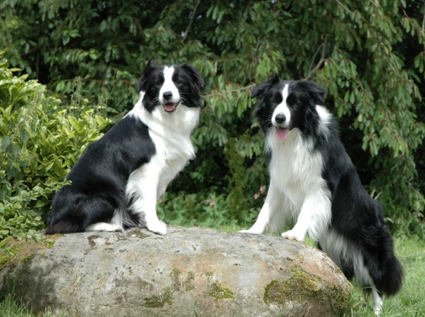 邊境牧羊犬飼養 邊境牧羊犬飼養