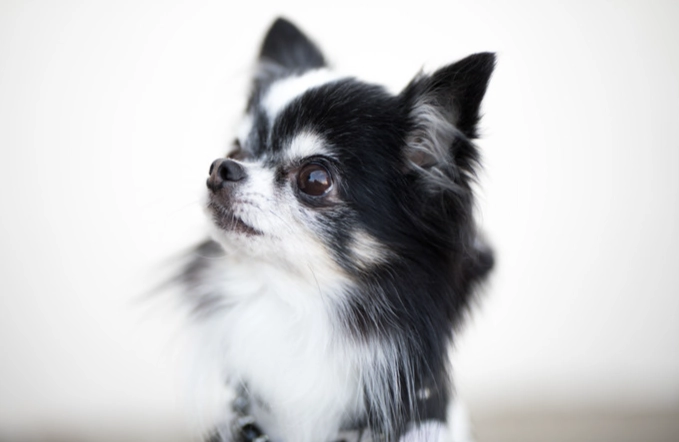 狗狗智商排行榜