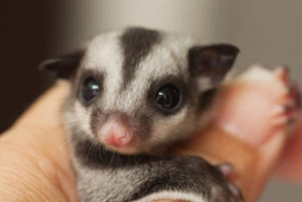 蜜袋鼯溫度控制