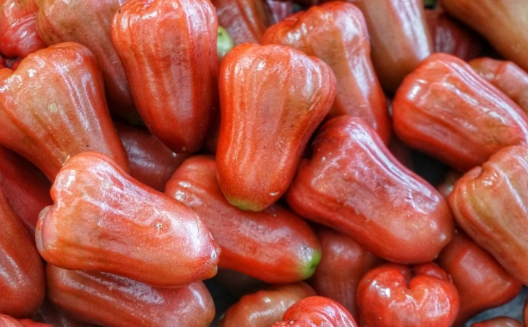 狗狗吃蓮霧安全嗎