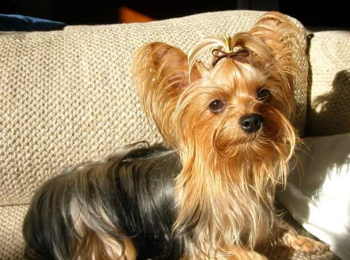 約克夏聰明度 約克夏聰明度