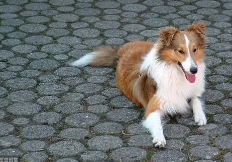 喜樂蒂牧羊犬飼養