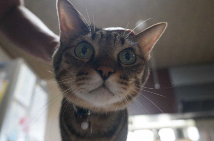 貓智商測試 貓智商測試