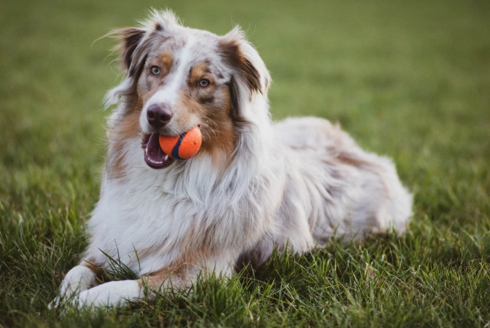 邊境牧羊犬飼養 邊境牧羊犬飼養