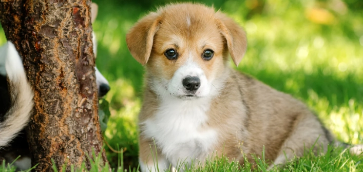 狗飼料選擇技巧