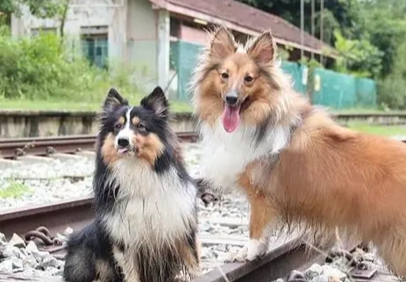 喜樂蒂牧羊犬大小 喜樂蒂牧羊犬大小