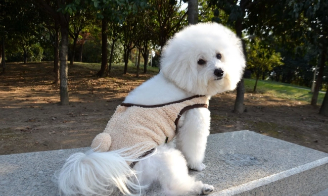 標準貴賓犬尺寸 標準貴賓犬尺寸