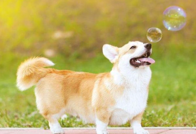 第一次養狗指南