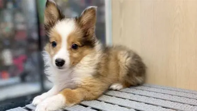 香港喜樂蒂牧羊犬飼養