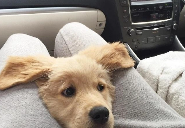 咖啡因對狗的危害