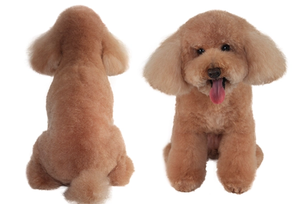 玩具貴賓犬照顧