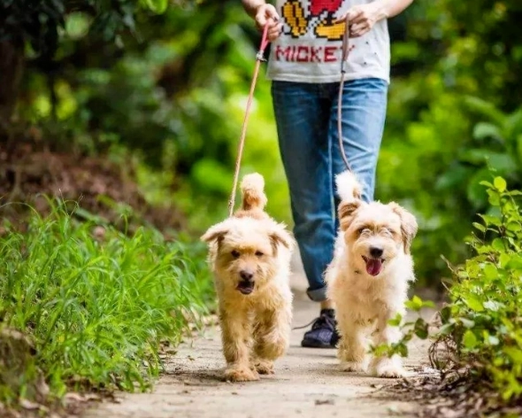 安全應對陌生狗 安全應對陌生狗