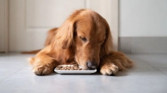 黑芝麻對狗狗的好處