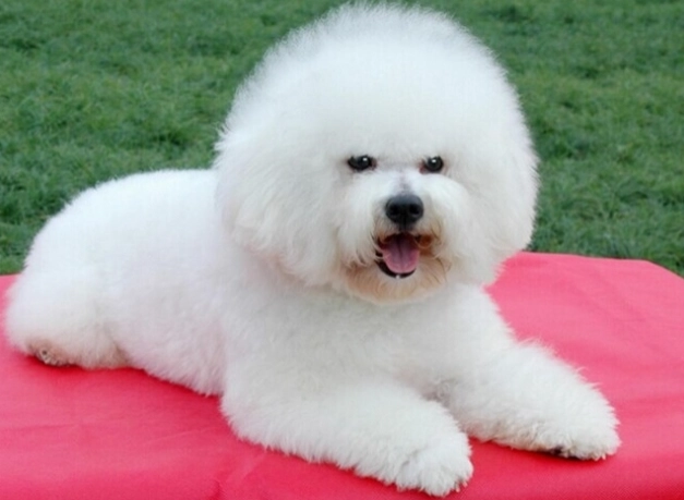 比熊犬飼養困難