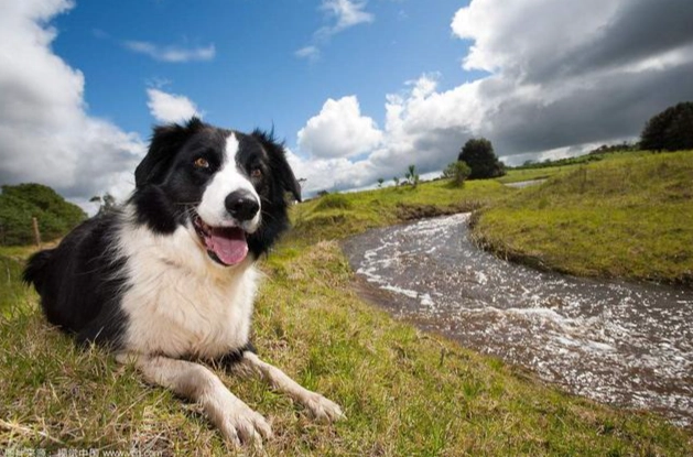邊境牧羊犬智商