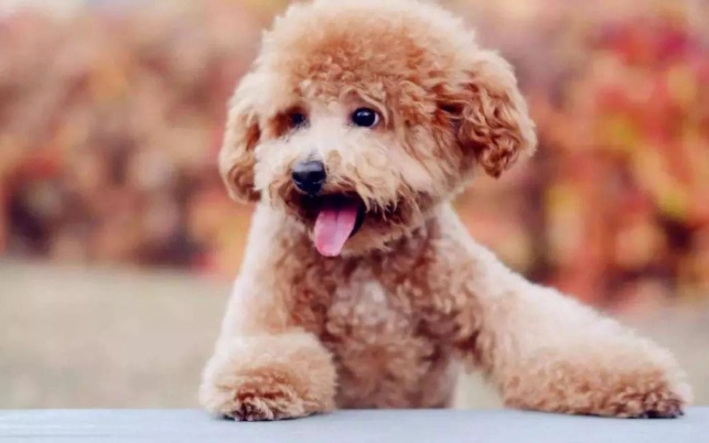 比熊貴賓混種犬