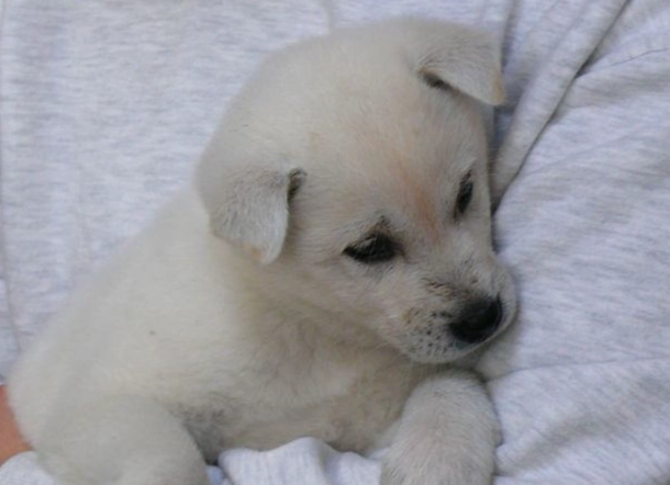 狗狗驅蟲藥推薦 狗狗驅蟲藥推薦