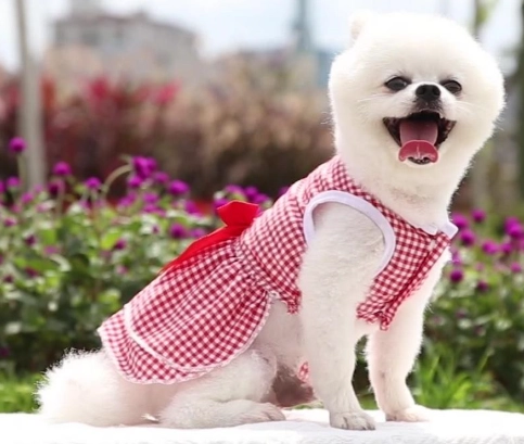 標準貴賓犬尺寸 標準貴賓犬尺寸