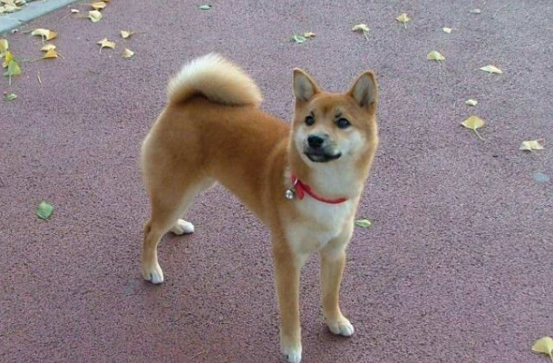 狗狗眼睛發炎症狀