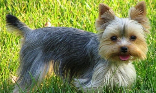 犬類智商排行榜 犬類智商排行榜