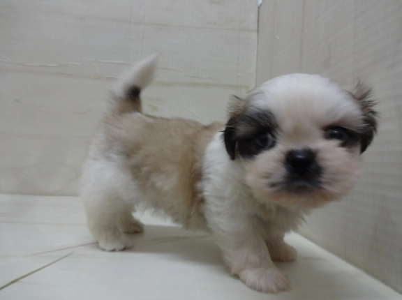 如何讓幼犬不叫