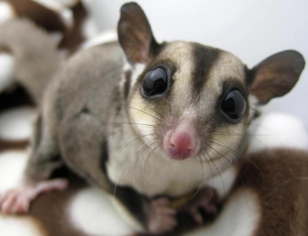 蜜袋鼯壽命計算