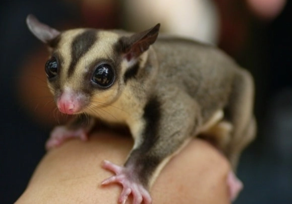 蜜袋鼯疾病徵兆