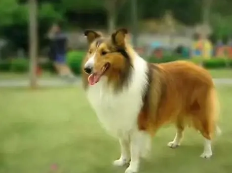 喜樂蒂牧羊犬優缺點