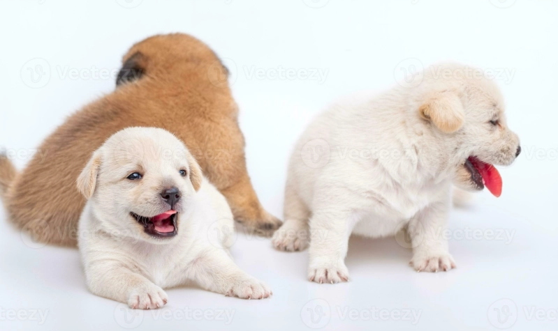 幼犬腸胃保健 幼犬腸胃保健