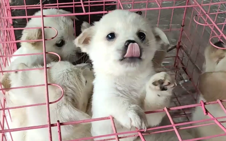 狗狗飼養成本 狗狗飼養成本