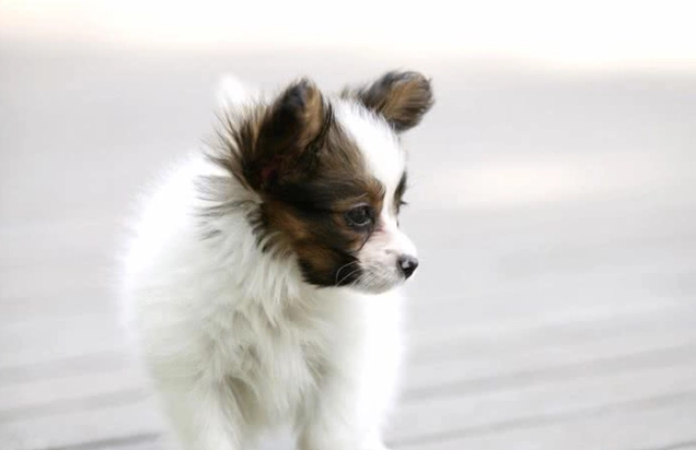 狗蝨藥使用方法