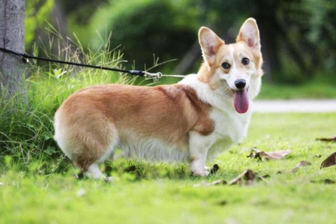 狗眼周腫塊 狗眼周腫塊