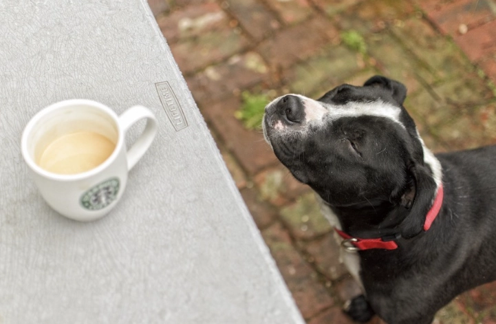 狗狗咖啡因症狀