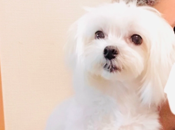 馬爾濟斯飼養技巧