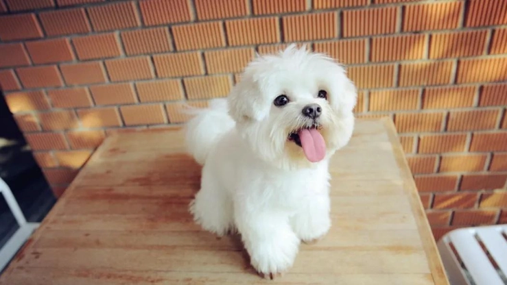 馬爾濟斯聰明度