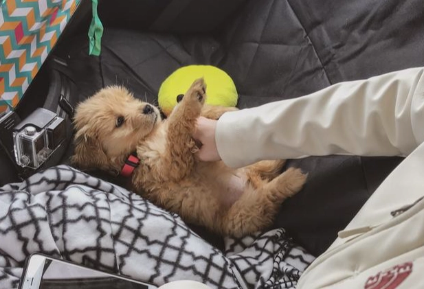 養狗每月開銷 養狗每月開銷