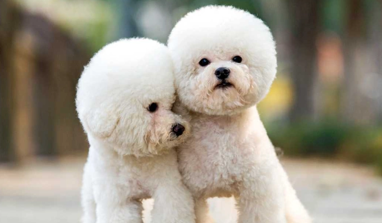 貴賓狗飲食安全 貴賓狗飲食安全