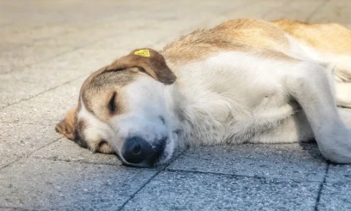 老狗走來走去原因