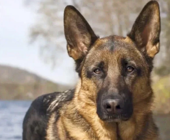 寵物臨終照護 寵物臨終照護