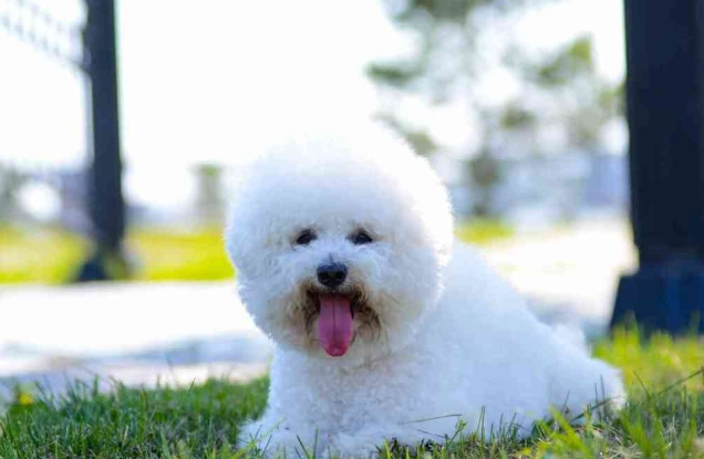 比熊犬掉毛 比熊犬掉毛